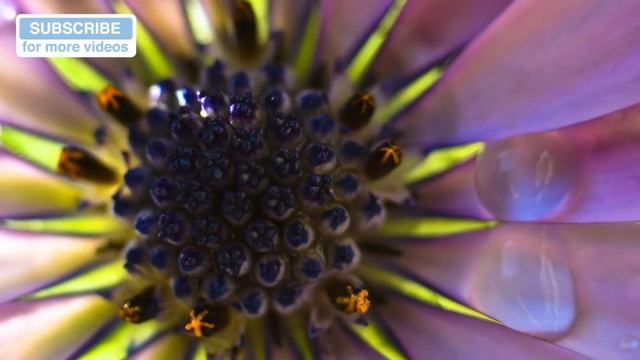 2 Hours of Music for Ill or Stressed Dogs. Musical Therapy for Pets. ? #POORLY04 смотреть онлайн