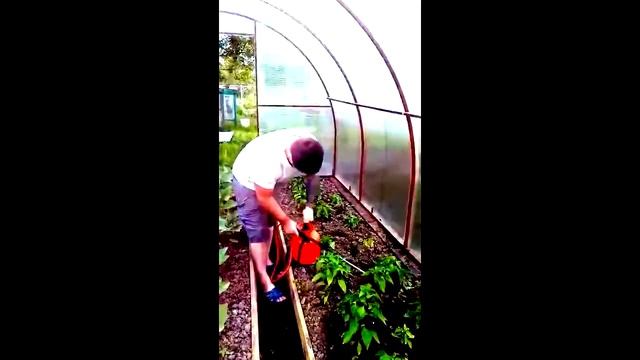 как правильно обработать перцы от тли,трипсы и белокрылки смотреть онлайн