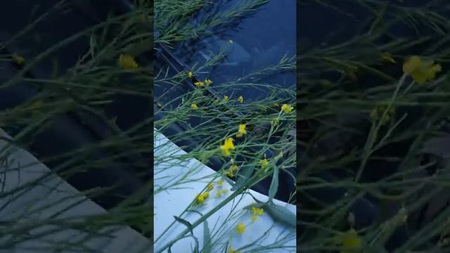 UKRAVIT горький опыт применения гербицида( Нарас) на желтой горчице 3 смотреть онлайн