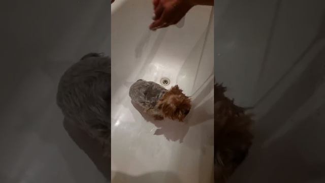 Корик в ванне.