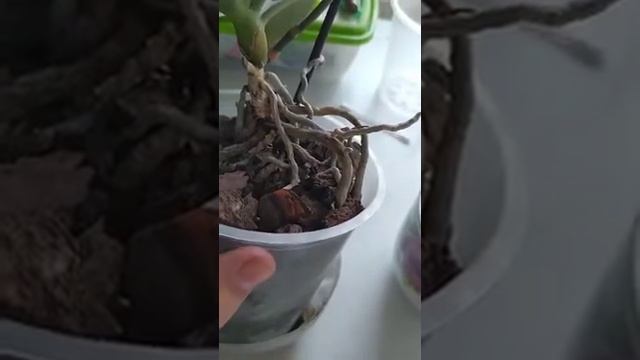 Орхидеи.Детка.Что то пошло не так.Часть 2(Снято от 13 мая2020) смотреть онлайн