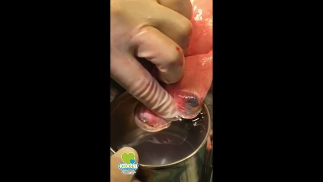 Стравливание воздуха через буллы. Клинический случай лечения буллёзной болезни легких у собаки. смотреть онлайн