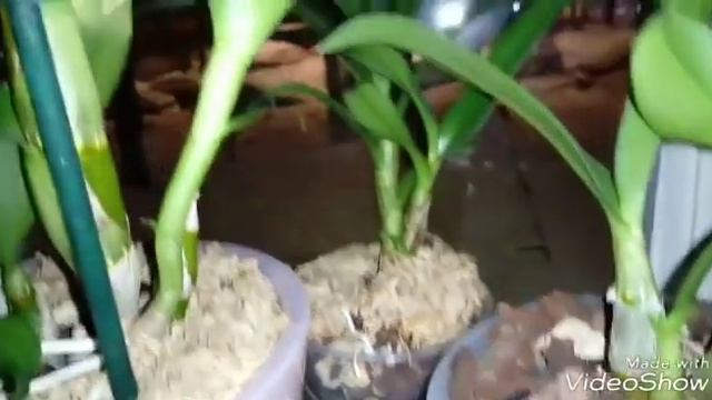 Променея Санлайт резко поменяла запах ? смотреть онлайн