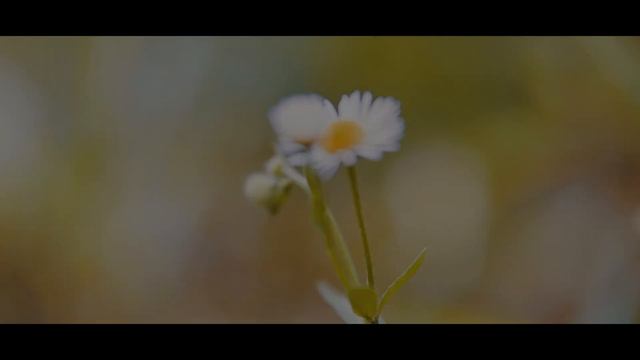 Sigma 56mm F1.4 DC DN + Sony A6400 | Summer Tokyo смотреть онлайн