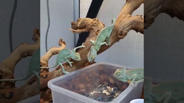 Хамелеоны длинным языком хватают сверчка смотреть онлайн