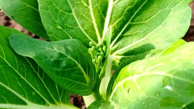 Капуста Пак Чой в огороде и на столе. Весенняя посадка. смотреть онлайн