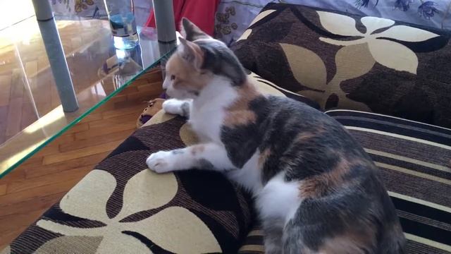 Кошка отзывается на своё имя смотреть онлайн