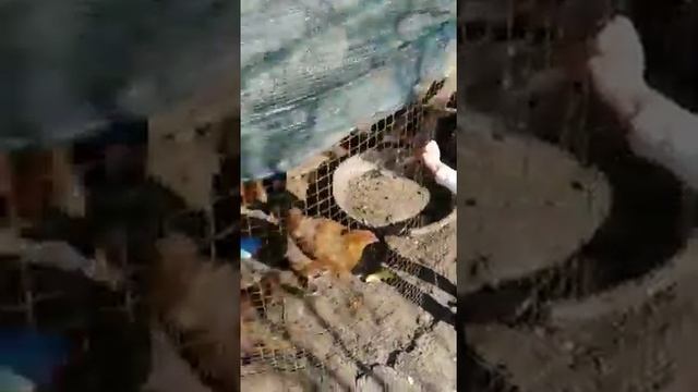 Клёвые цыпочки)))) смотреть онлайн