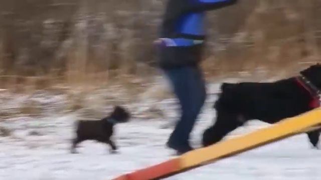 УШИ, ЛАПЫ, ХВОСТ! (ДРЕССИРОВКА ЖИВОТНЫХ) смотреть онлайн