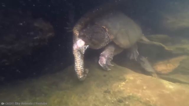 15 Times Snakes Messed With The Wrong Opponent смотреть онлайн