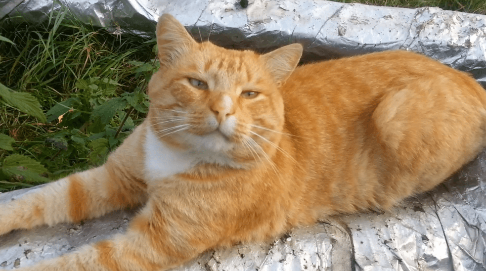 Кусь. Часть 3 смотреть онлайн