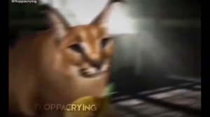 Я НЮХАЮ БЕБРУ   1 ЧАС   ЭДИТ С ШЛЕПОЙ