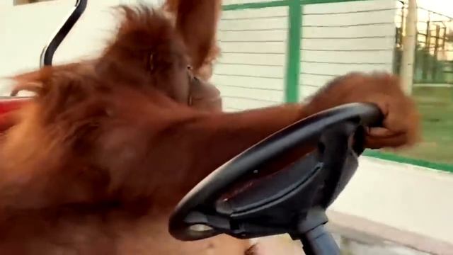 Обезьяна возит машину. Орангутанг в зоопарке. Сафари парк смотреть онлайн