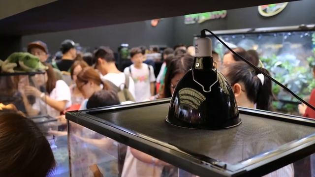 Przestawienie firmy Repti-Zoo смотреть онлайн