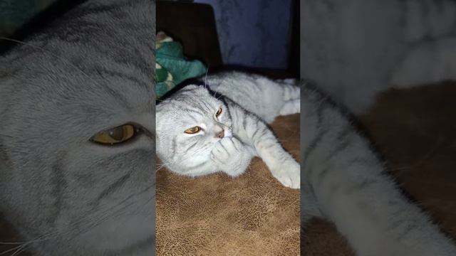 кот медведь смотреть онлайн