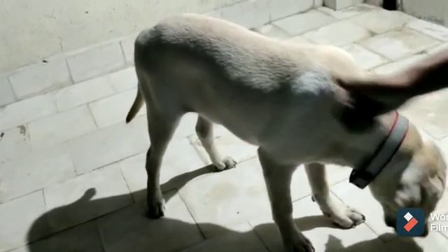 Train your dog/ eat command training/ papoo/ learn in just 2mins/ train in just 10mins/ easy смотреть онлайн