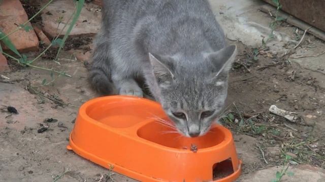 Приручить дикую кошку. 9 августа. Похоже это дочь Дымка! смотреть онлайн