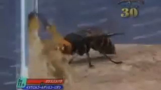 Шершень против Скорпиона-Hornet vs. Scorpio смотреть онлайн