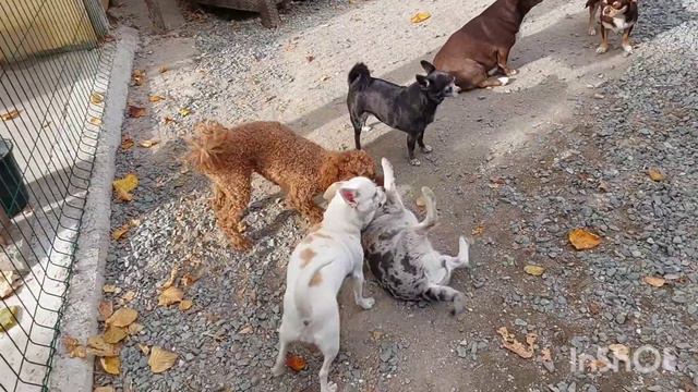 ♥️ НОВОСТИ п-к #чихуахуа и #той-пудель Кастропуло Крым +79787458062 WhatsApp telegram #продажа смотреть онлайн