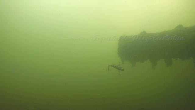 Секреты ловли на ВИБЫ с классическими ПОДБРОСАМИ. Как определять ВЕЛИЧИНУ ПАУЗ? Подводные съемки