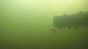 Секреты ловли на ВИБЫ с классическими ПОДБРОСАМИ. Как определять ВЕЛИЧИНУ ПАУЗ? Подводные съемки