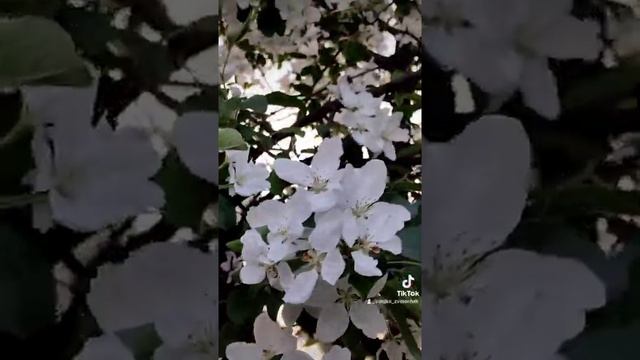 яблоня "дичка" цветение смотреть онлайн