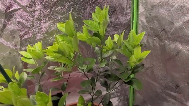 Citrus Update ! Nagami Kumquat , Pink lemon, Mayer Lemon , Satsuma Mandarin ,calamondin and key lim смотреть онлайн