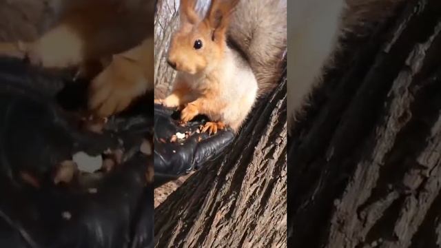 Белки любят кедровые орехи.)) смотреть онлайн