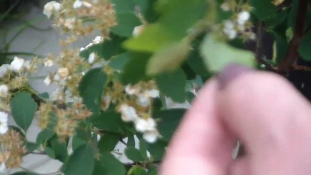 Дачный влог. Как мы боремся с гусеницами в саду! + Начинаем строительные работы... смотреть онлайн