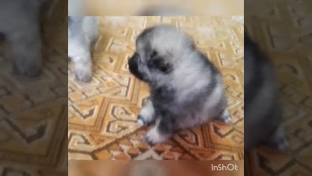 Вольф шпиц. Маленькие игрули. Нам всего месяц))) смотреть онлайн