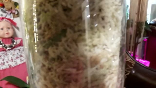 Полив орхидей во мхе