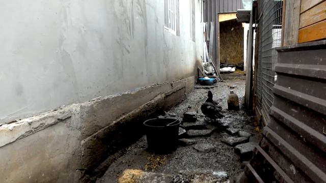 Вес мускусных уток смотреть онлайн