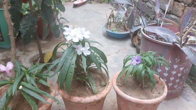 Maxican Petunia Shifting In New Pots/ Easy Way To Grow Maxican Petunia Plants/@FakhraShahid603