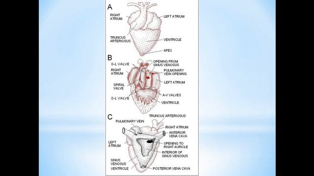 Строение амфибий. Часть 2 смотреть онлайн