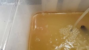 Дафния Моина. Содержание и разведение.