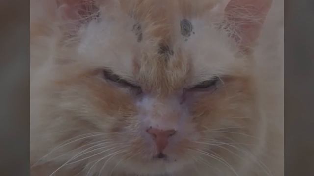 Der 17 Jahre alte Kater hasste alle Menschen - aus einem bestimmten Grund! смотреть онлайн