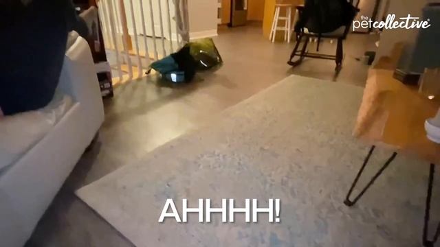 Having A Ball | Pets Translated смотреть онлайн