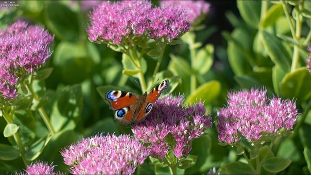 Пару слов про Canon EOS M100 , Helios 44-2 смотреть онлайн