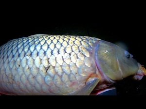 400 КМ РАДИ ЭТОЙ РЫБАЛКИ !!! ИКРЯНАЯ МАМКА УТАСКИВАЕТ ДОНКУ! РЫБАЛКА НА САЗАНА С НОЧËВКОЙ