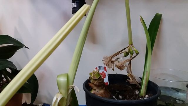 Амариллис или гипеаструм после цветения- уход.