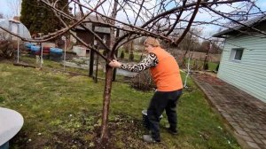 К НАМ ПРИШЛО ПОТЕПЛЕНИЕ /ПОБЕЛКА ДЕРЕВЬЕВ РАСТВОРОМ ГАШЁНОЙ ИЗВЕСТИ С МЕДНЫМ КУПОРОСОМ
