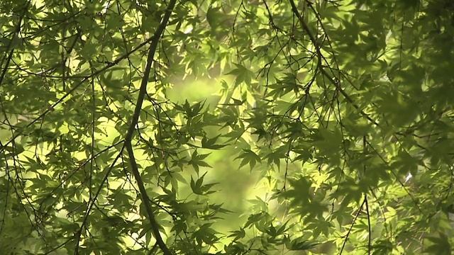 Живые Пейзажи: Сад Дзен (Сад камней)/Zen Garden.