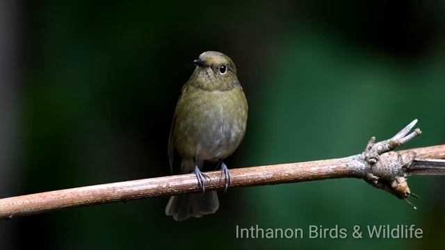 Rufous-bellied Niltava -Inthanon смотреть онлайн