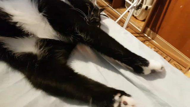 Котэ Джексон и балалайка. смотреть онлайн