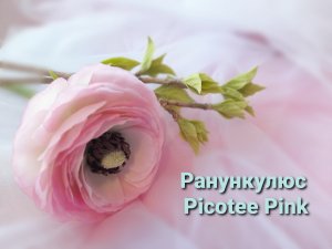 Ранункулюс Picotee Pink из холодного фарфора.