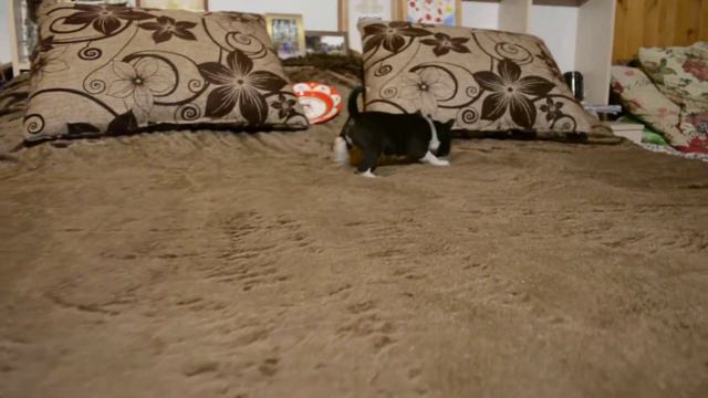 басендже мальчик черно белый смотреть онлайн