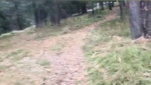 Дача в середине ноября 2021. Укрыла лапником и хвойным опадом клумбу с цветами. #Дачаогород смотреть онлайн