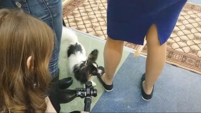 Выставка собак. Папильон Ларди смотреть онлайн