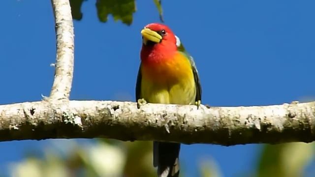 Eubucco bourcierii - vereda la garrucha- Apia- Risaralda смотреть онлайн