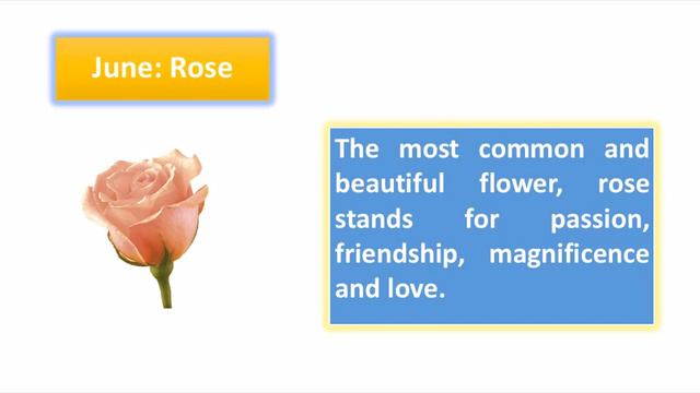 What Is Your Lucky Birth Flower ?